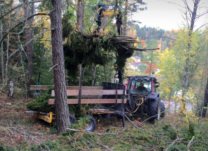 Hämtning med traktor vid trädfällning